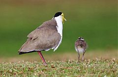 Masked Lapwing